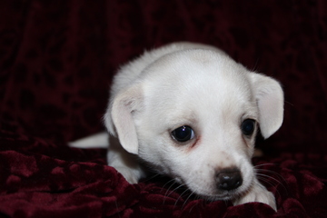 View Puppies